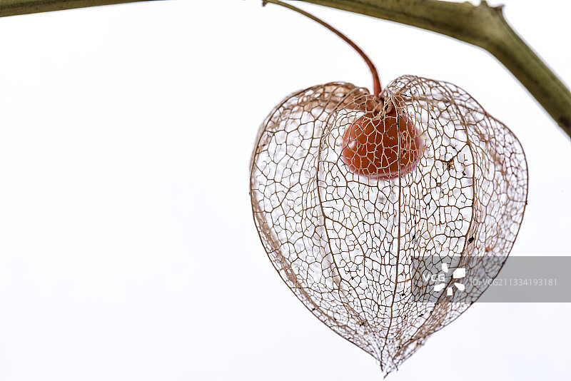 干燥的中国灯笼果花种荚图片素材