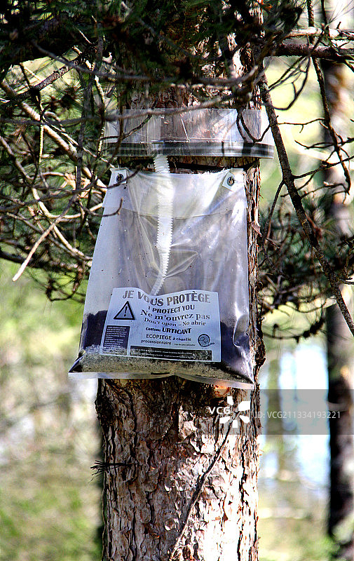 用于保护树木的 processionary 毛毛虫生态陷阱图片素材