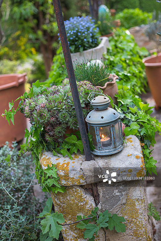 在石墙上的长生花旁边，灯笼里燃烧的蜡烛，花园，普罗旺斯，法国图片素材
