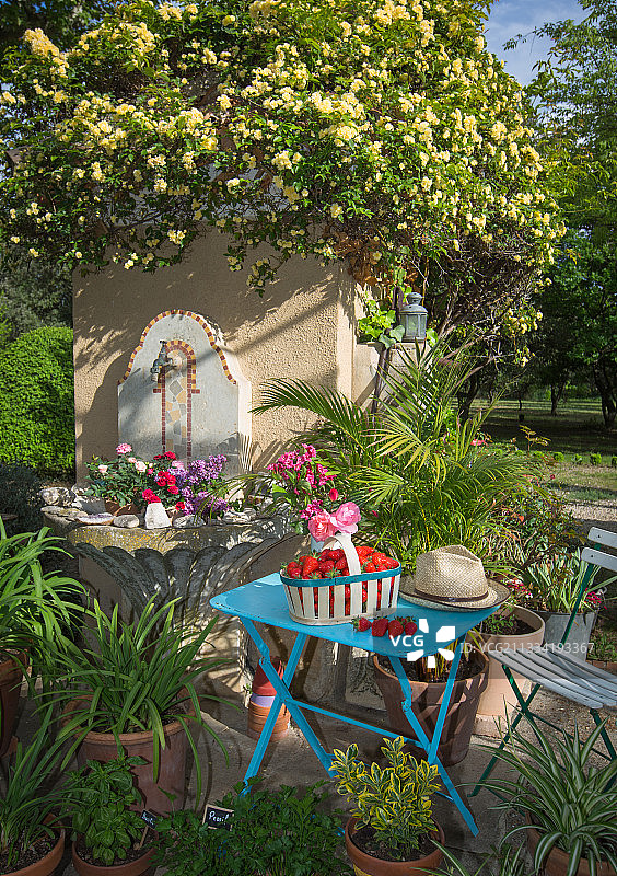 普罗旺斯花园中蓝色桌子上的草莓篮图片素材