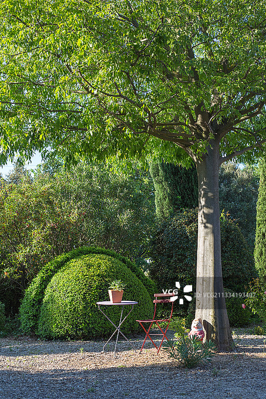 普罗旺斯法国花园中100年历史的黄杨木修剪盆景图片素材