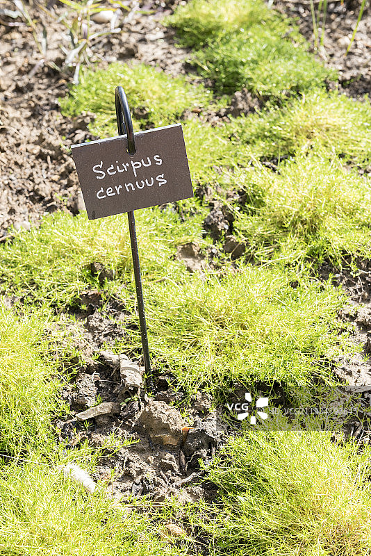 法国加莱海峡花园里的光纤草图片素材