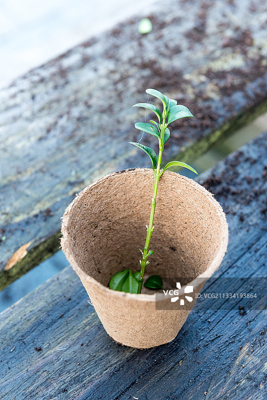 小女孩修剪黄杨树图片素材