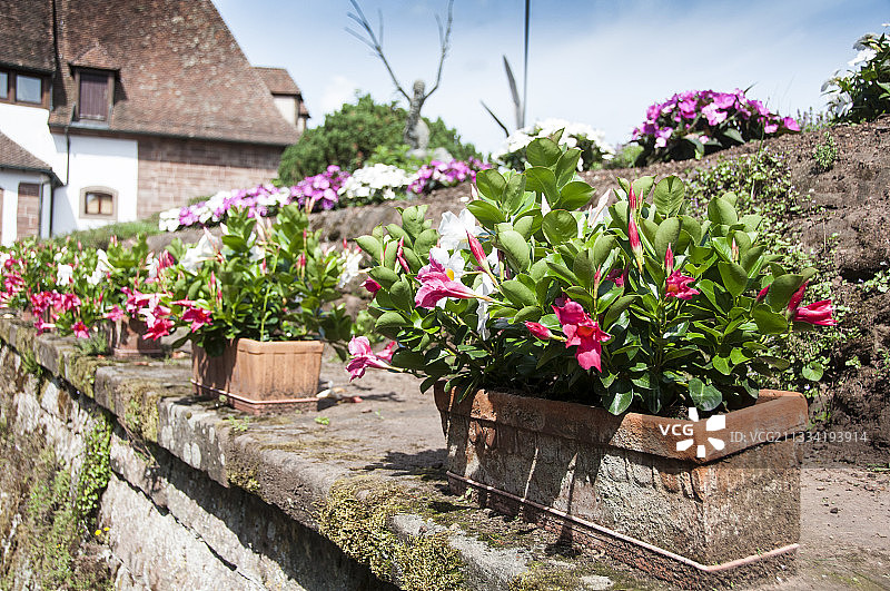 法国阿尔萨斯夏季花园墙上盛开的飘香藤图片素材