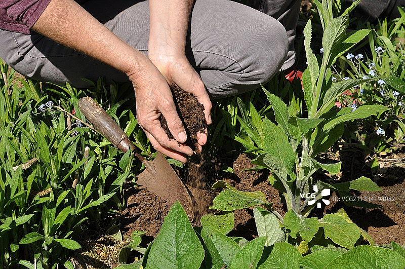 鼹鼠丘上的野生植物种植园图片素材