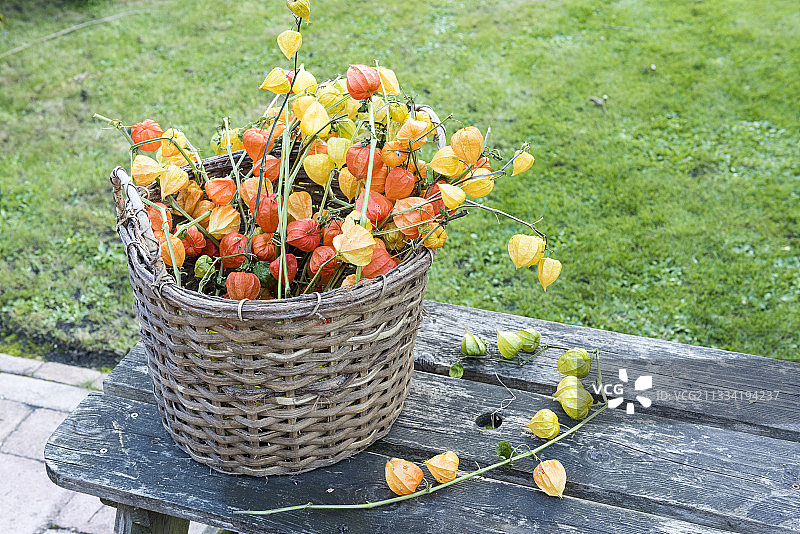 法国加来海峡秋季灯笼果编织篮图片素材