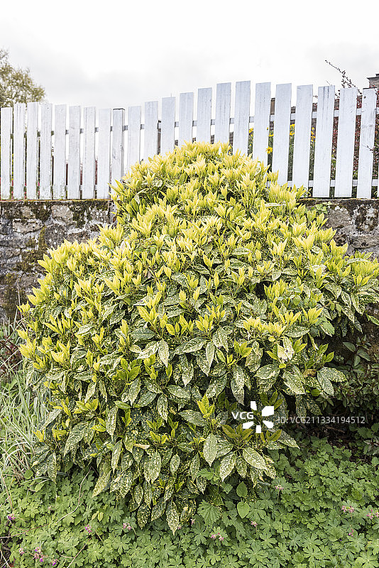 园林中的金叶丝石楠图片素材