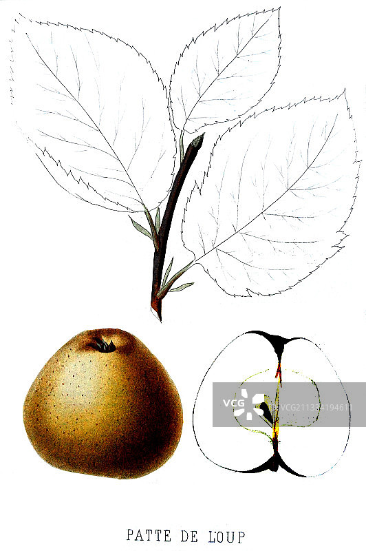 法国苹果品种图片素材