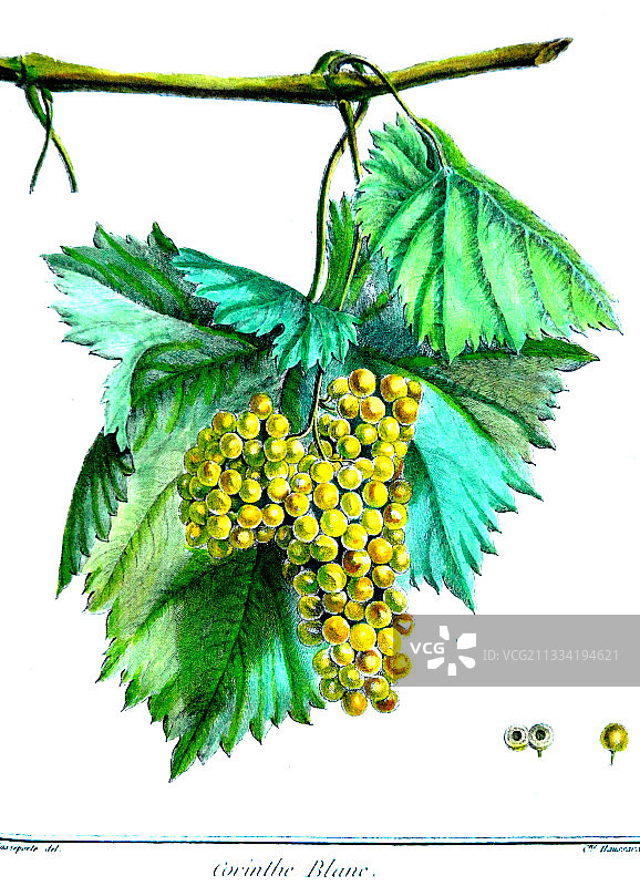 科林斯白葡萄植物插画图片素材