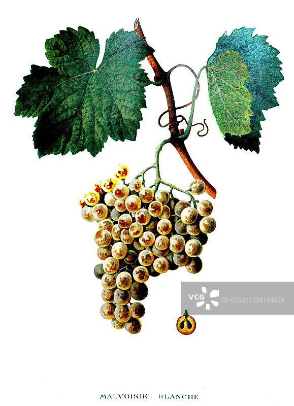 白马尔瓦济葡萄植物插画图片素材