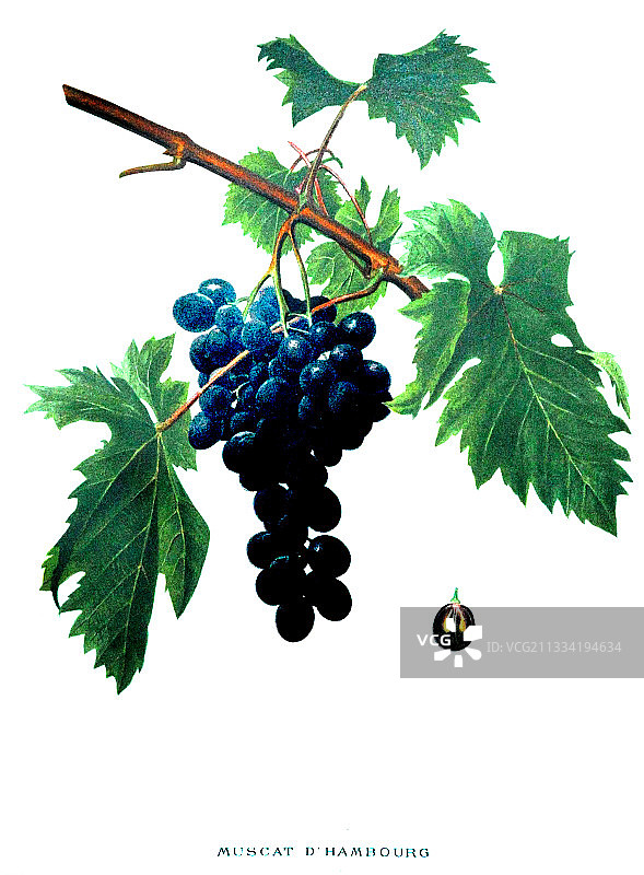 汉堡麝香葡萄植物插画图片素材