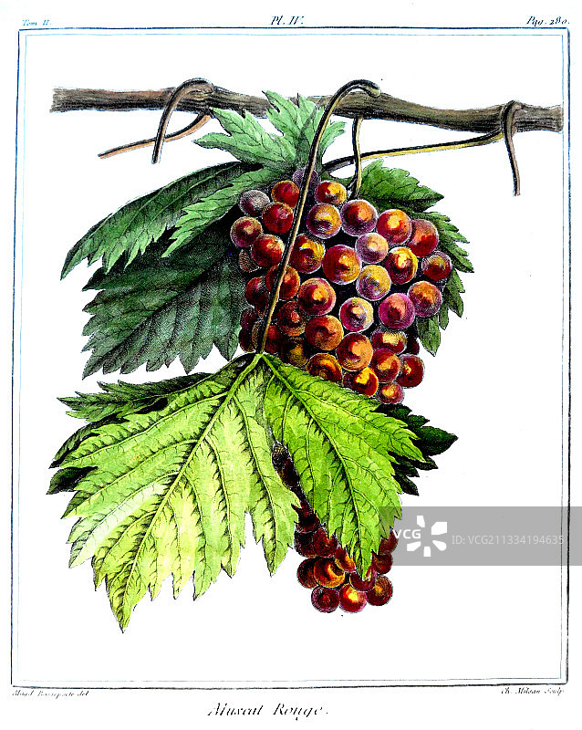麝香红葡萄植物插画图片素材