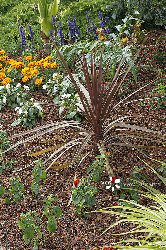用可可壳覆盖的花坛，紫色朱蕉图片素材
