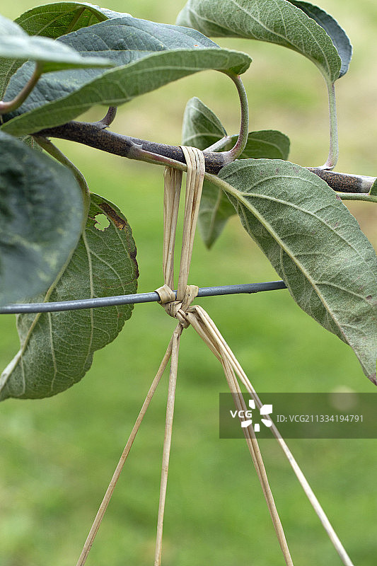苹果树上的拉菲草园艺扎带图片素材