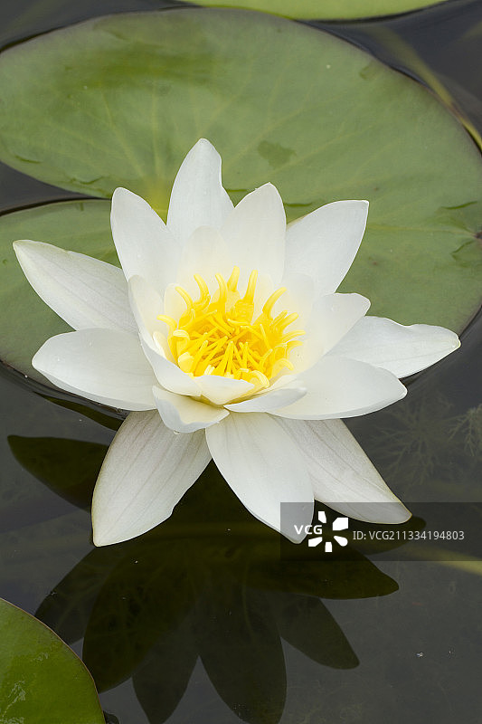 白睡莲图片素材