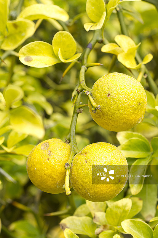 枳壳（Poncirus trifoliata）图片素材