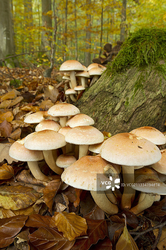 砖红丝膜菌图片素材