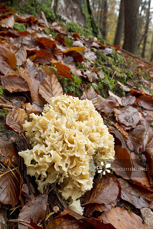 皱波鸡枞菌图片素材