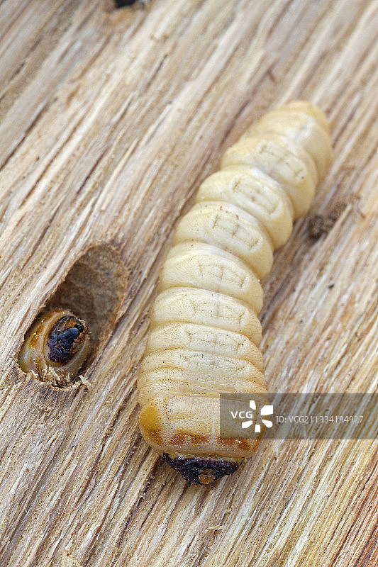 大天牛幼虫图片素材
