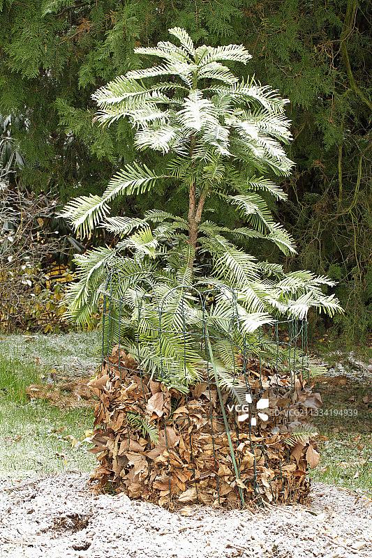用枯叶保护免受霜冻的瓦勒迈松（Wollemia nobilis）图片素材