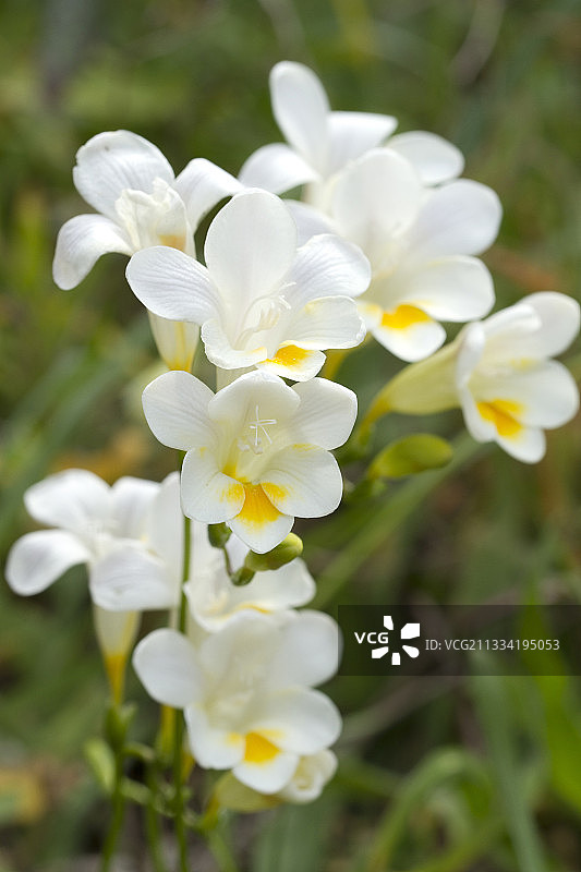 法国瓦尔省归化的白色小苍兰图片素材