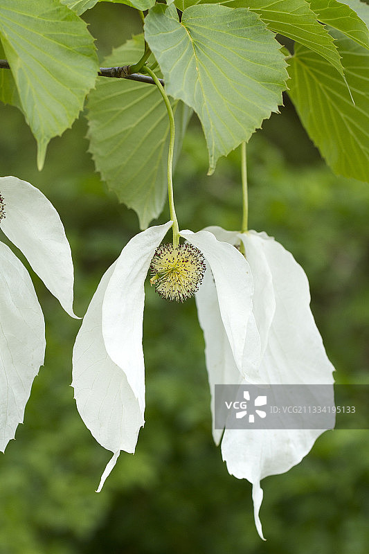 珙桐树图片素材