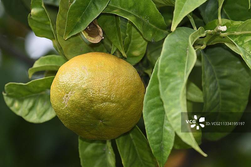 苦橙（Citrus aurantium）果实，法国芒通柑橘园图片素材