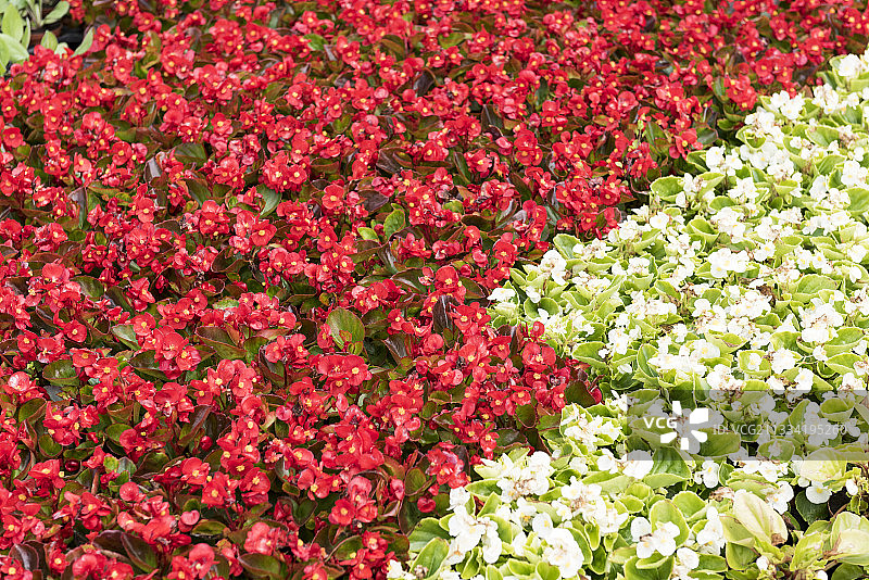 加来海峡，春天温室里盛开的秋海棠图片素材