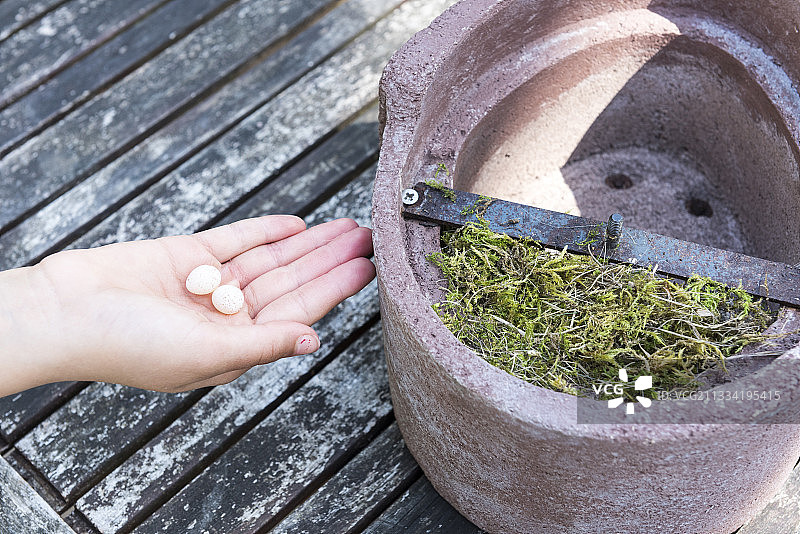 春天小女孩手中孵化的蓝山雀蛋图片素材