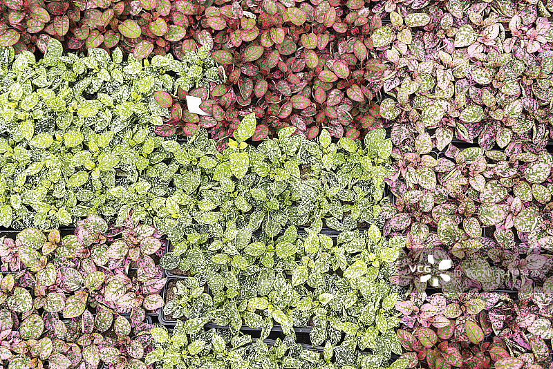 春季观音草的树叶，法国加来海峡省的麻疹植物图片素材