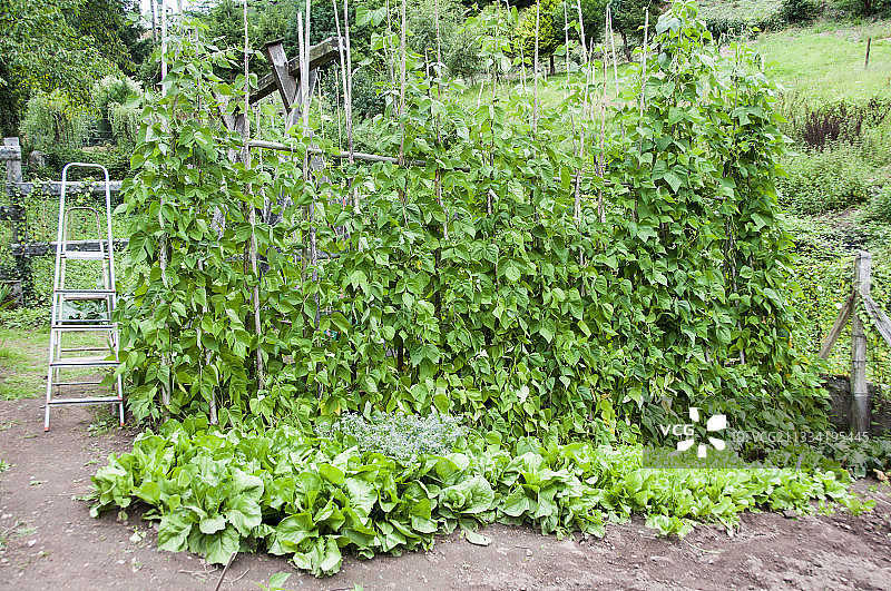 花园里收获绿色四季豆图片素材