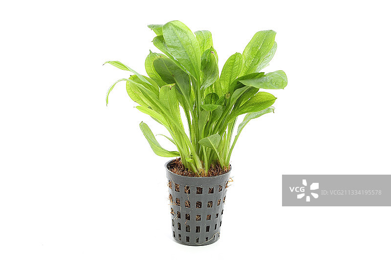 盆栽中的亚马逊皇冠草图片素材