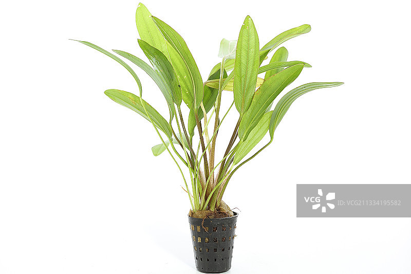 红圣纳皇冠草盆栽，白色背景图片素材