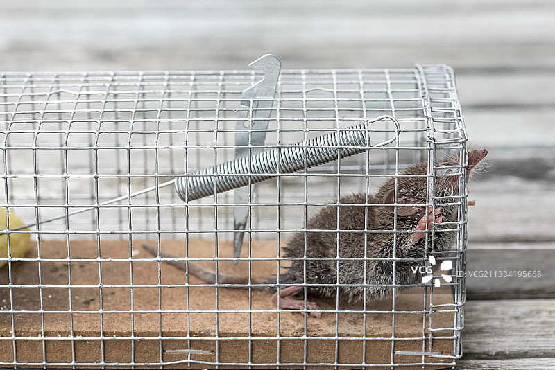 被困在陷阱中的小麝鼩，法国加来海峡图片素材