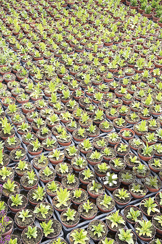 法国温室花园中的随意草图片素材