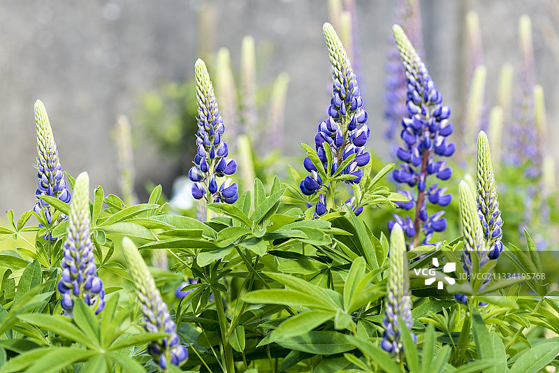 法国加莱海峡花园中盛开的鲁冰花图片素材
