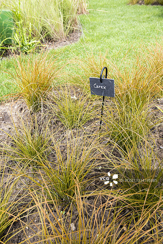 夏季花园中的苔草，加来海峡，法国图片素材