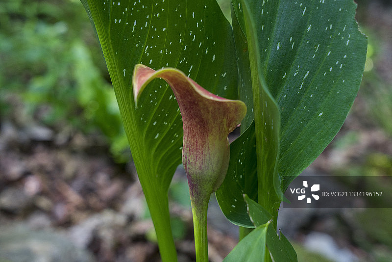 马蹄莲，法国阿列日省图片素材