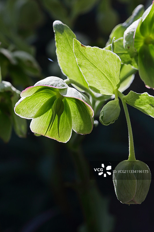 臭嚏根草图片素材