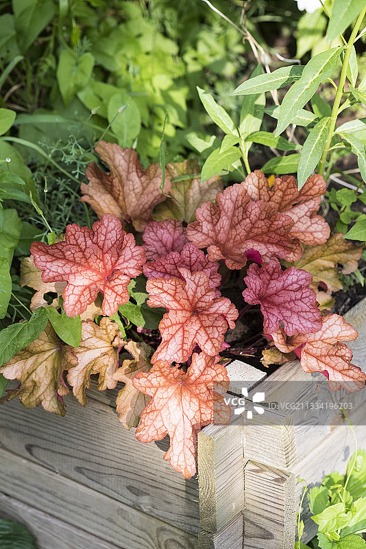 法国加来海峡木制托盘里的‘焦糖’矾根图片素材