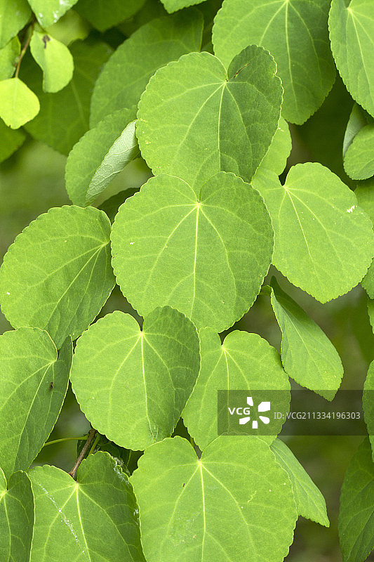日本连香树图片素材