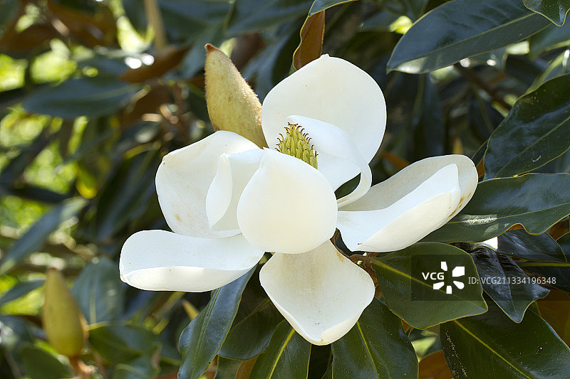 南方木兰图片素材