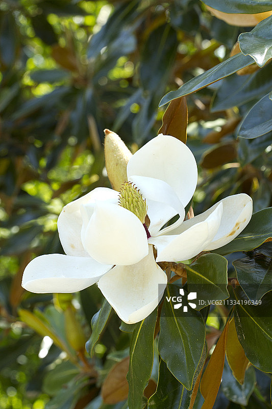 南方木兰图片素材