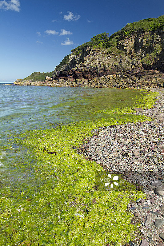 法国布列塔尼阿摩尔滨海普卢阿布雷埃克海湾的绿藻图片素材