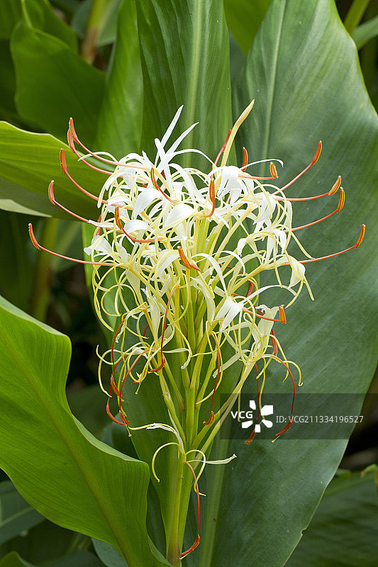 云南姜花图片素材
