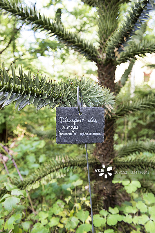 夏季的智利南洋杉(Araucaria araucana)，摩泽尔，法国图片素材