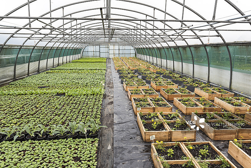 温室中方形生长的观赏植物图片素材