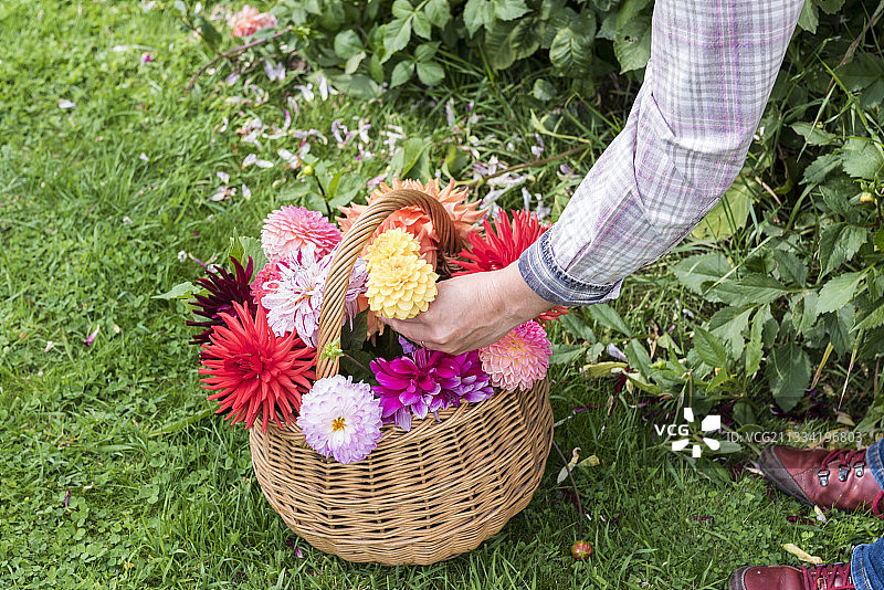 女人在花园里采摘大丽花图片素材