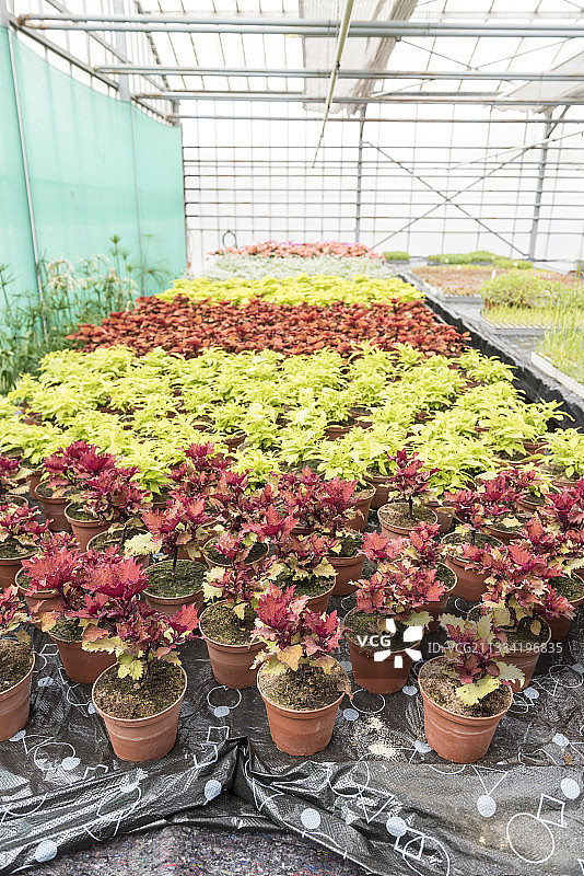 温室里的珊瑚钟植物图片素材