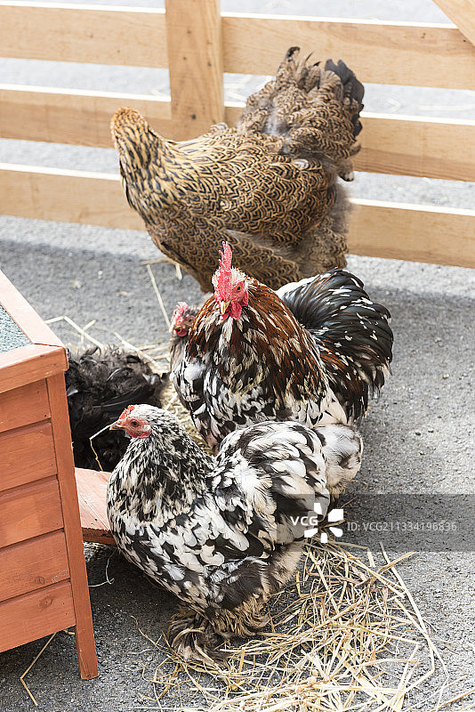 法国鸡舍中的‘古尔奈’母鸡图片素材